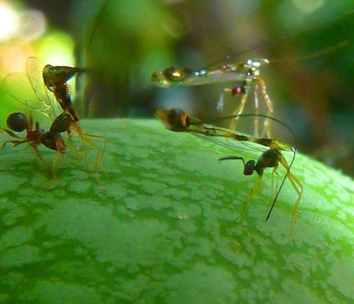 Apocrypta fig wasps