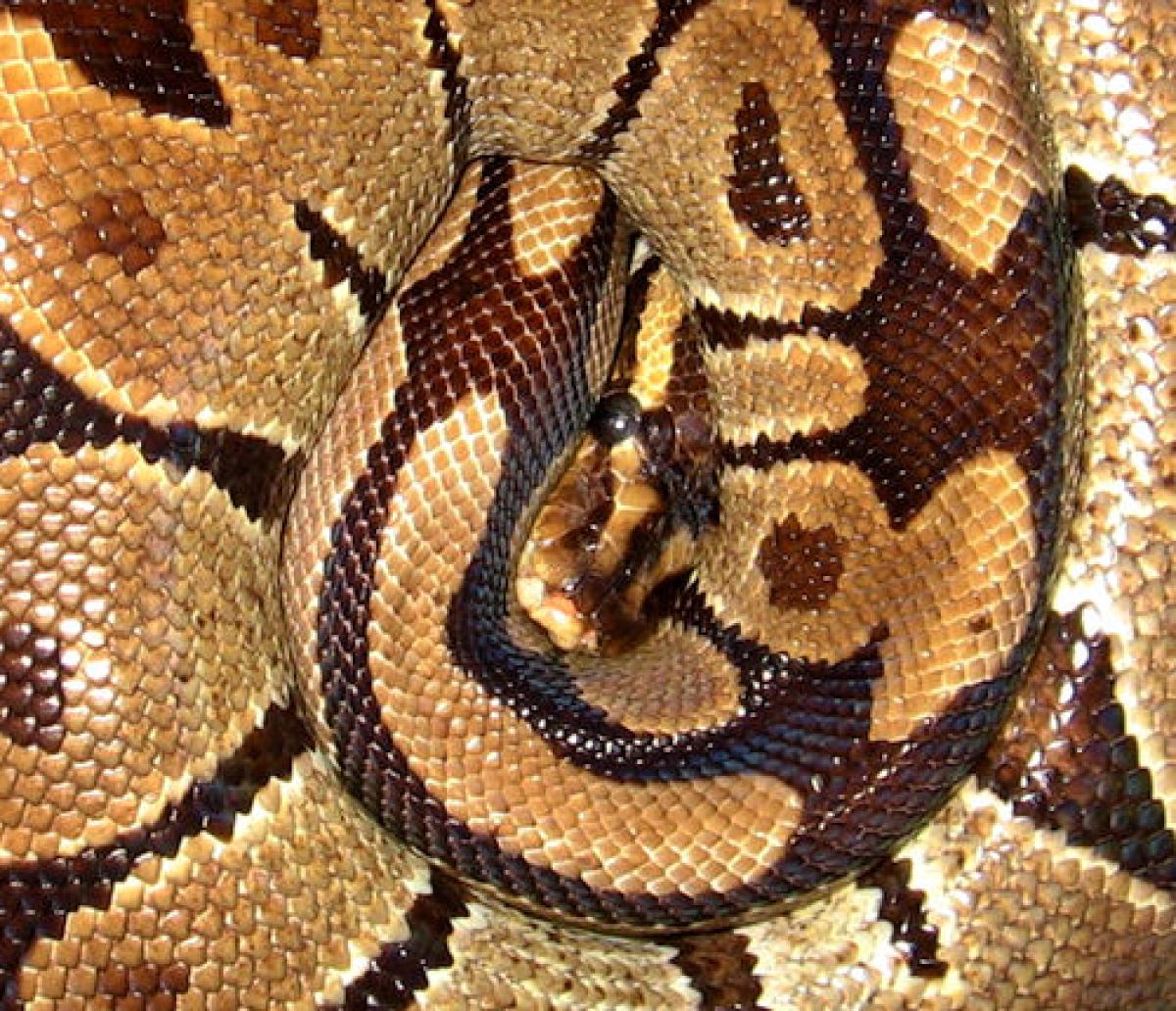 Ball python coiled on eggs