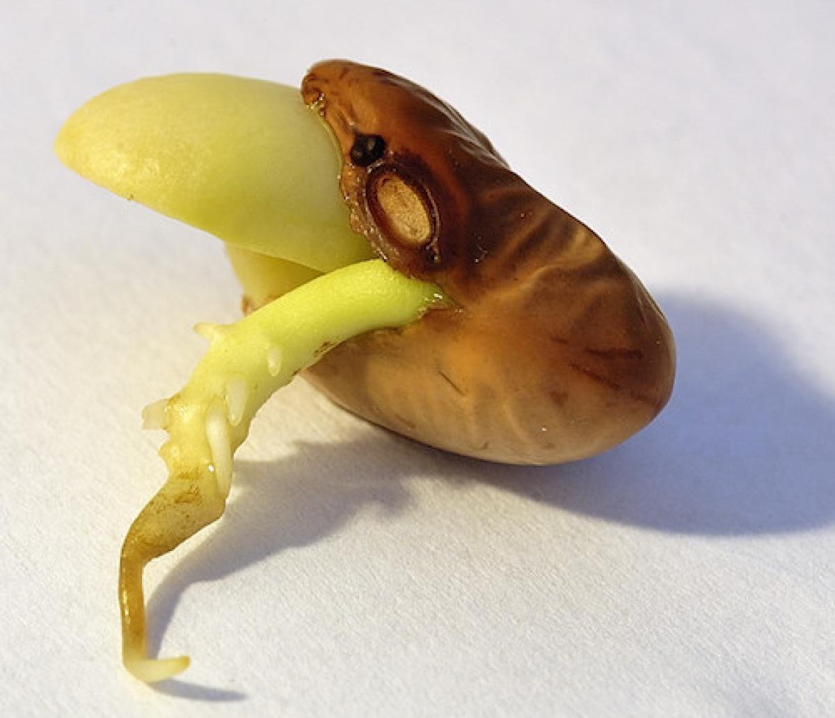 A bean germinating