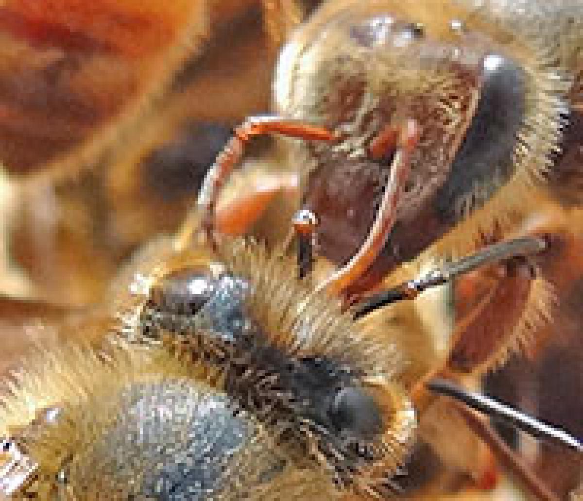 Bees touching their antennae