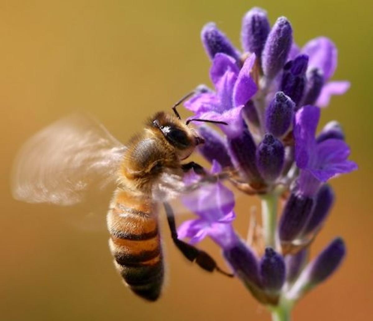 A bee landing on a lavender flower