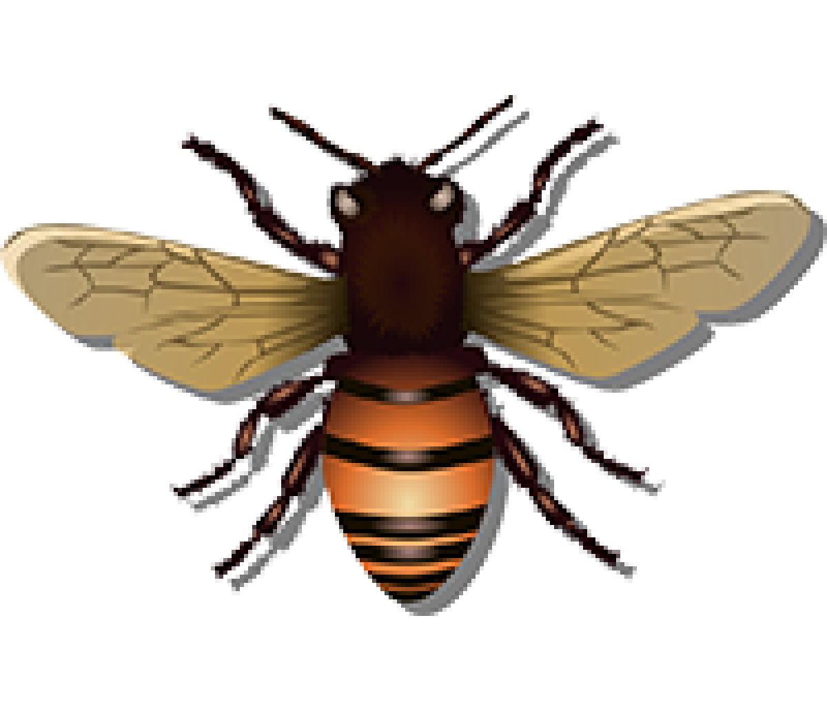 Bee illustration