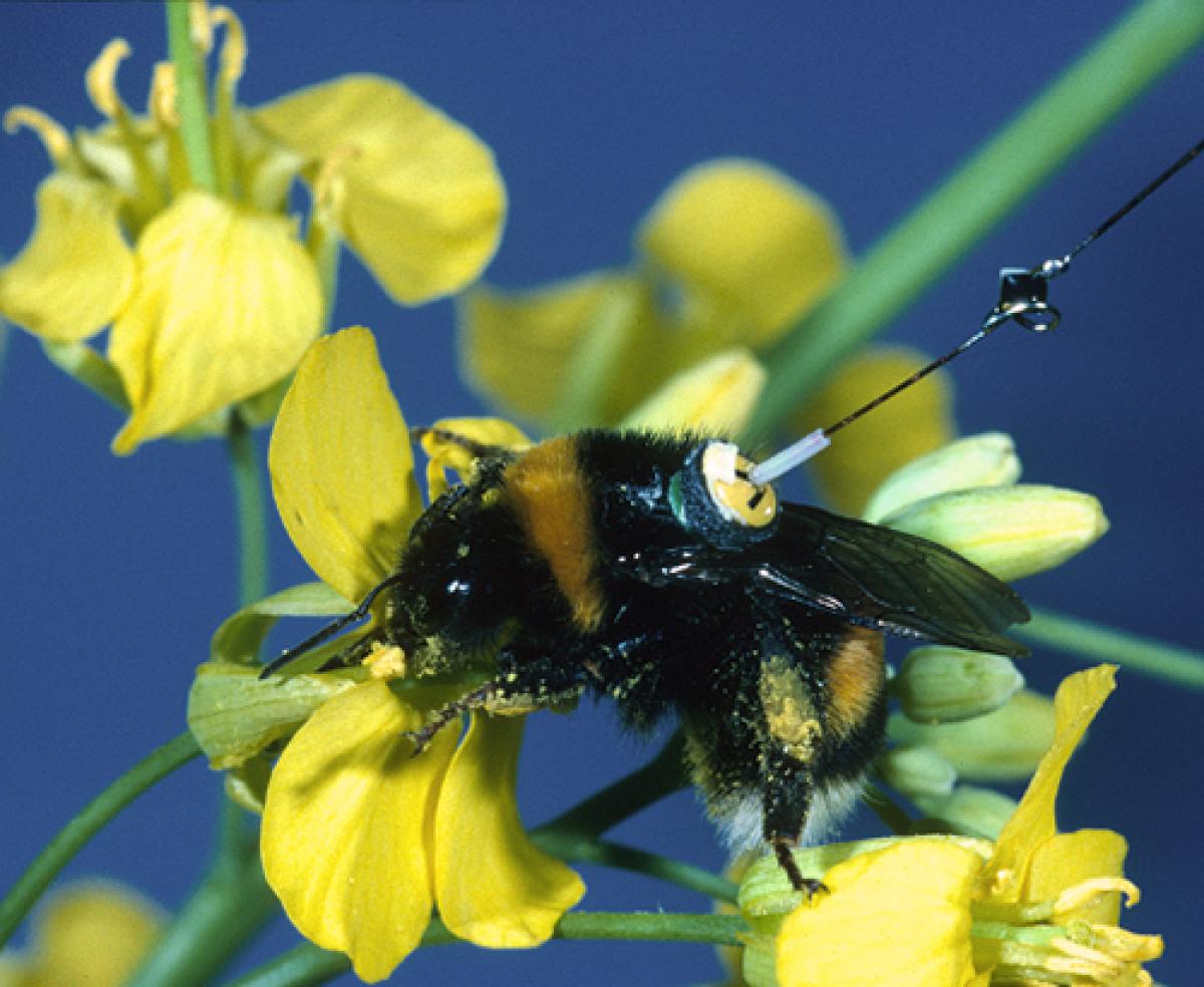 A bumblebee wearing a transponder