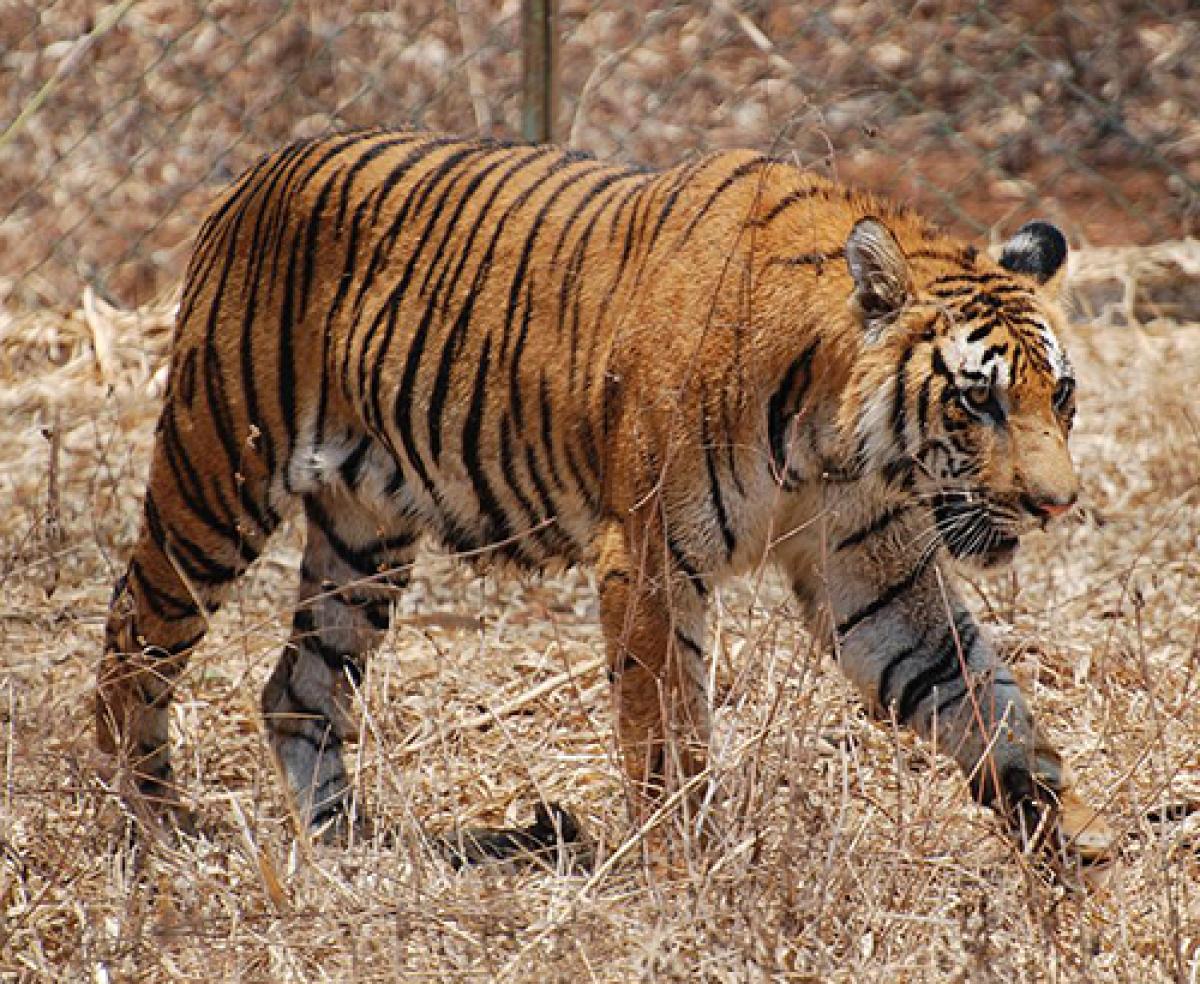 A bengal tiger