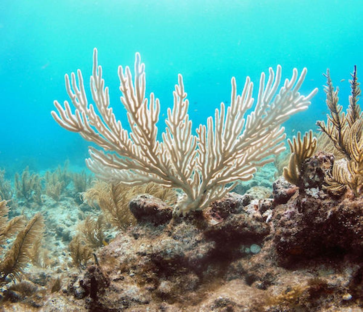 Bleached sea rod coral