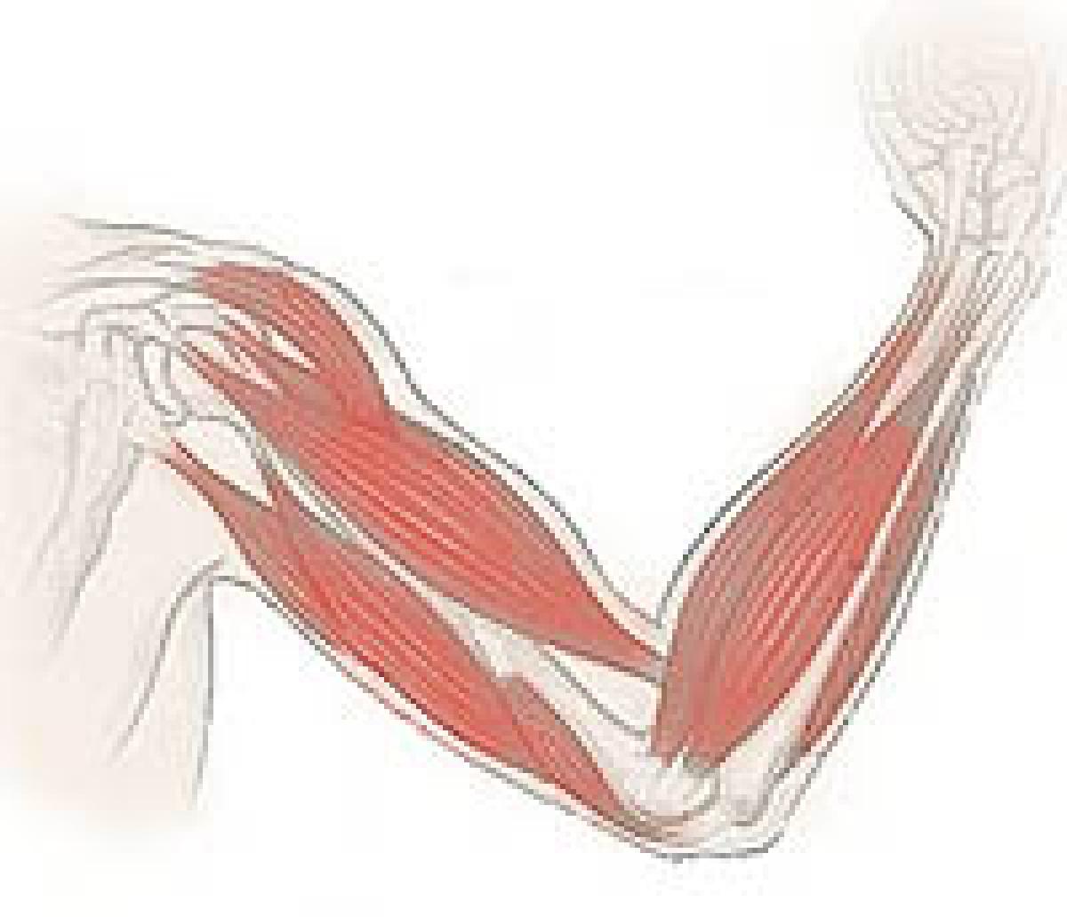 the muscles of an arm