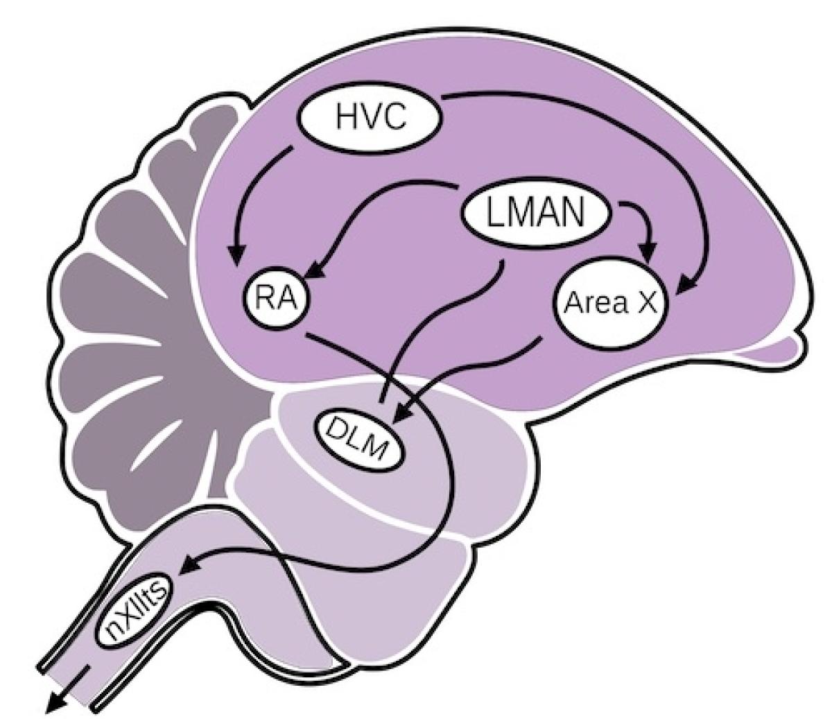 La información de la vía se encuentra en el cerebro de un ave cuando aprende una nueva canción.