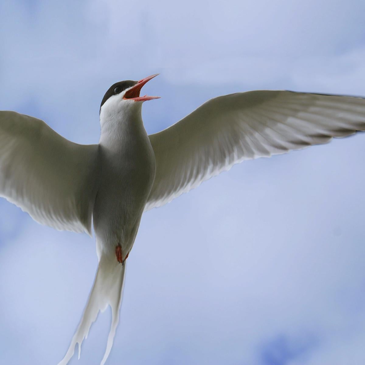 bird in flight image