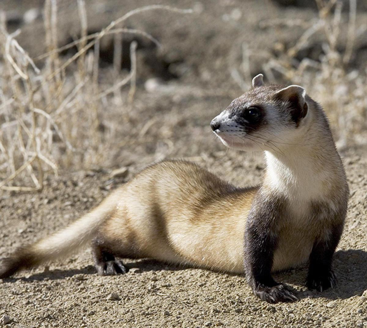 Black-footed ferret. 