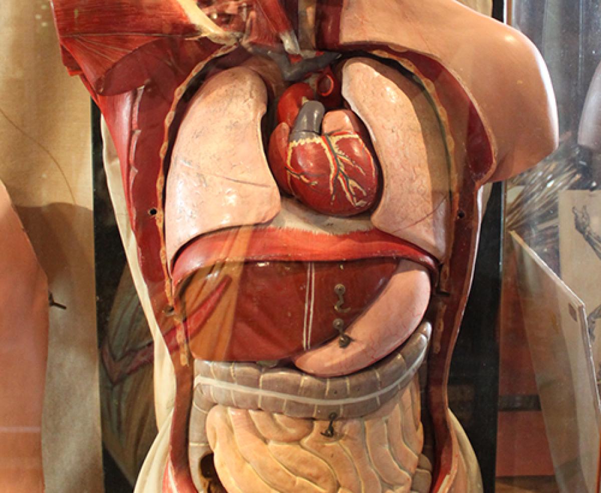 Anatomy model