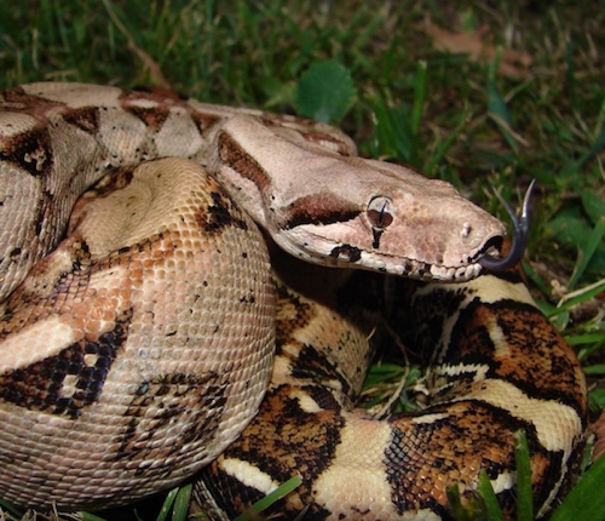 boa constrictora