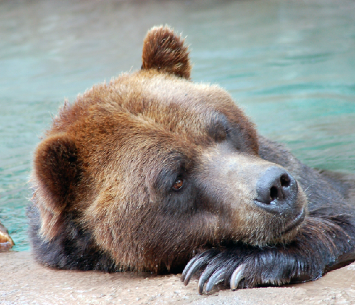 Bored Bear