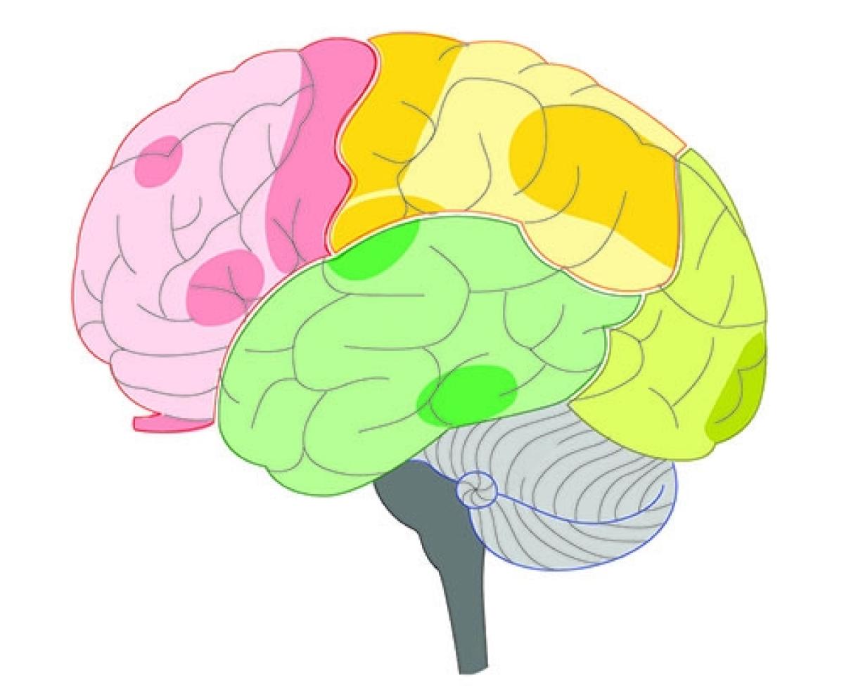 an illustration of the brain with different regions in different colors