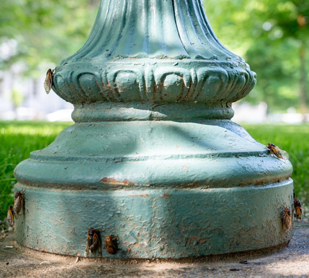 The base of a lamppost, with cicadas hanging on to it.