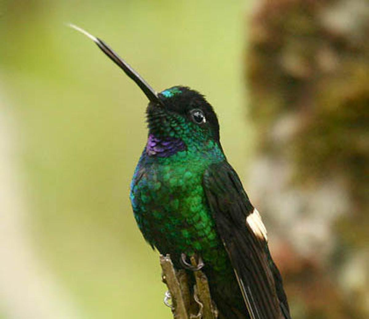 Buff-winged hummingbird