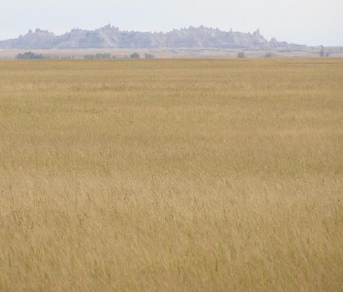 Buffalo gap national grassland