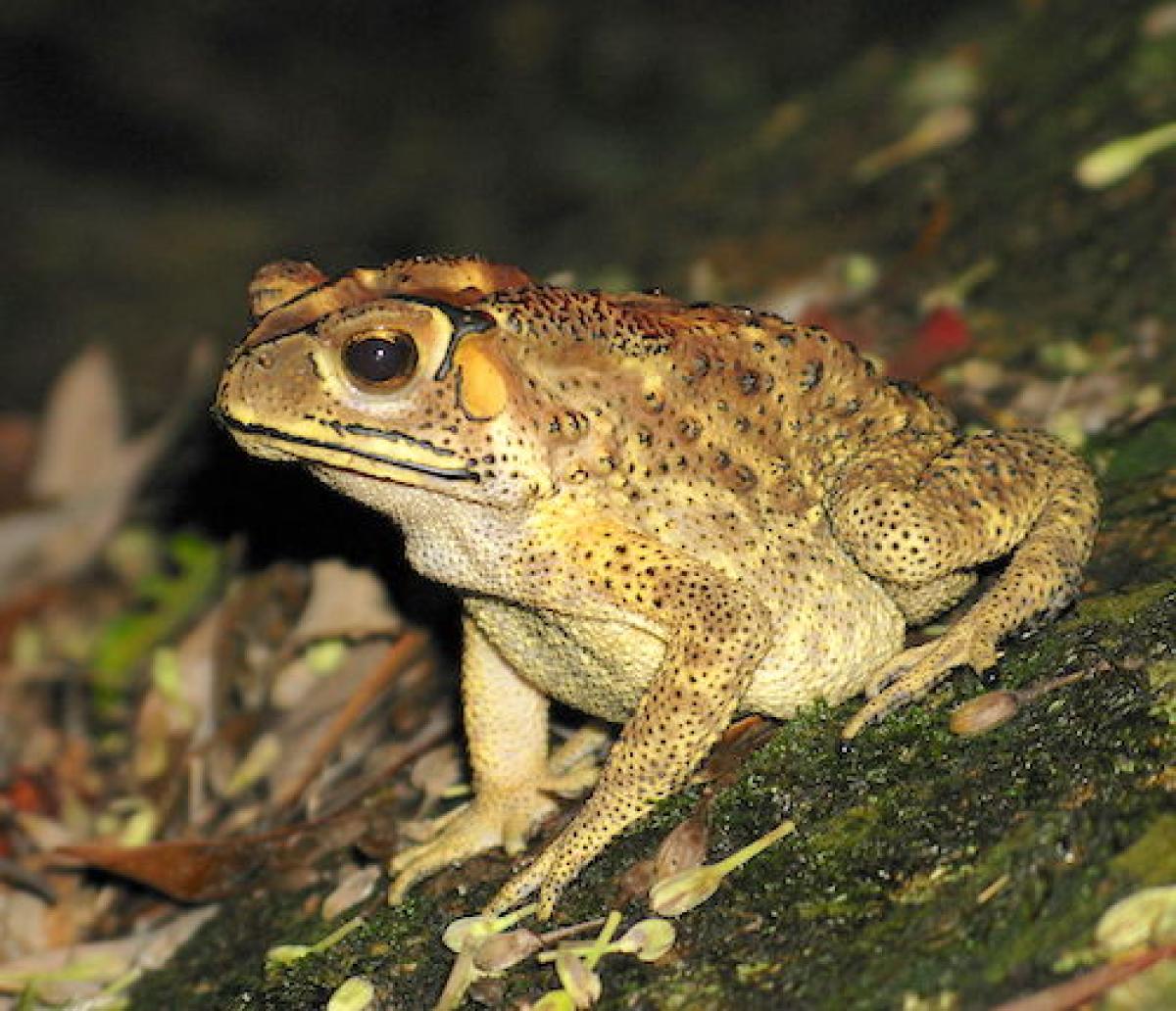 Toad found in Hong Kong