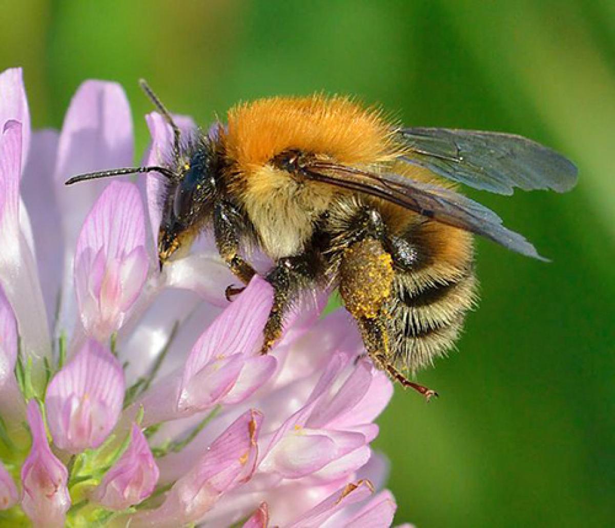 Bumblebee on flower