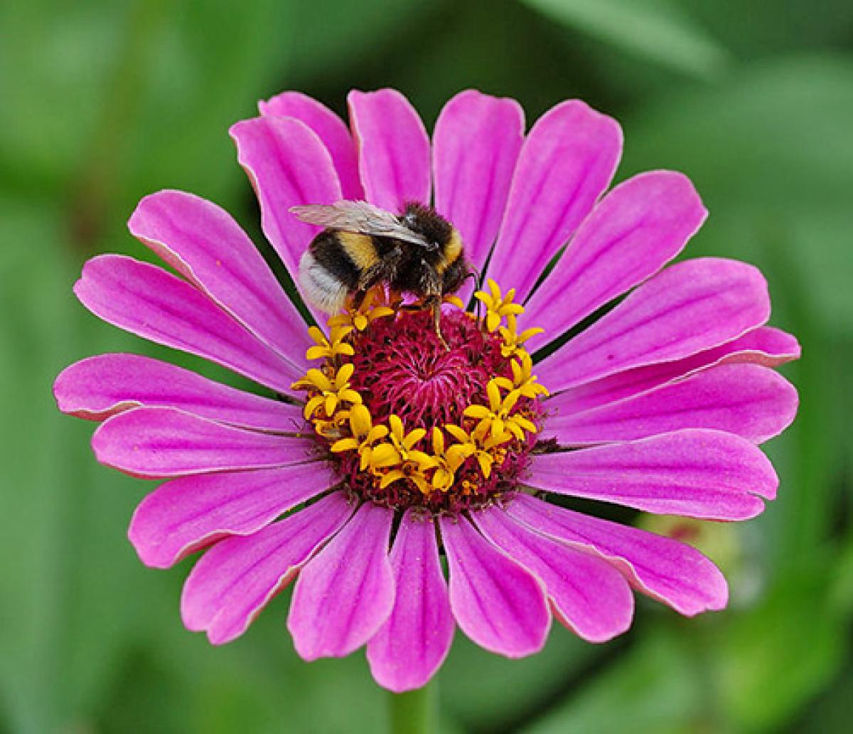 Bumblebee on a zinnia flower.