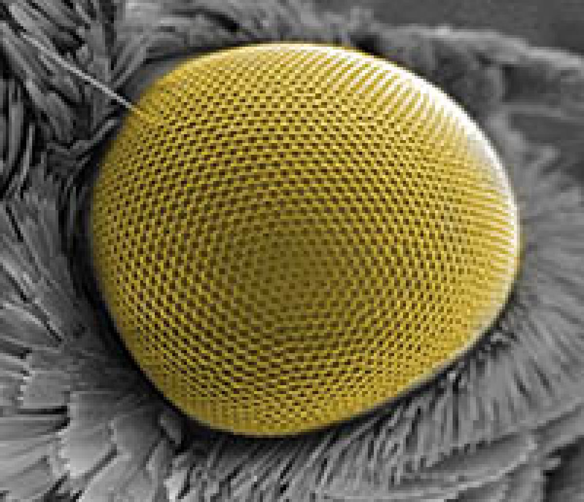 Butterfly compound eye