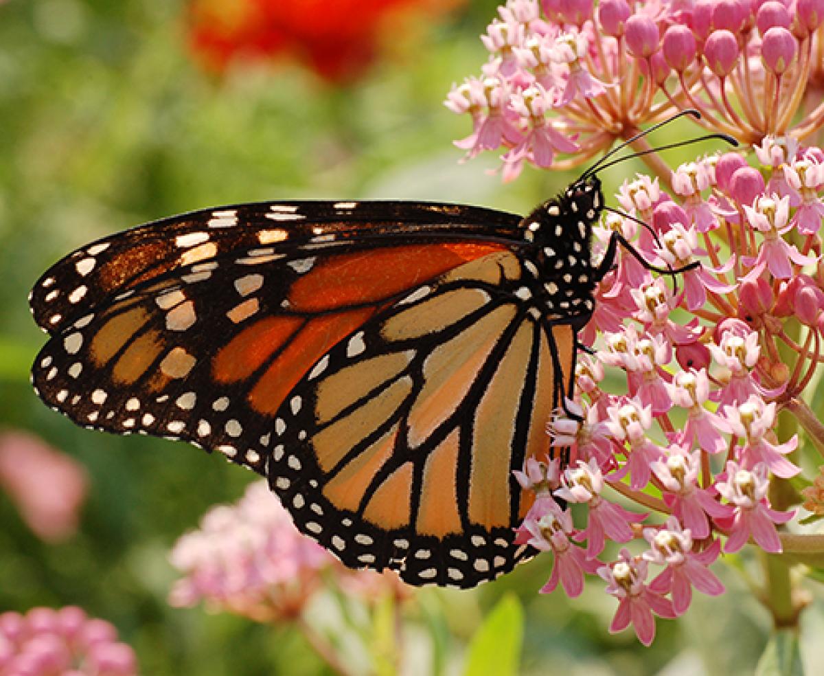 Monarch butterfly