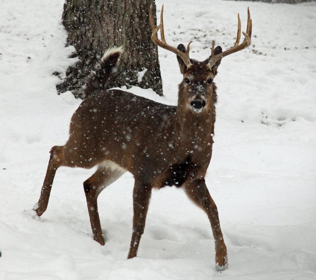 reindeer