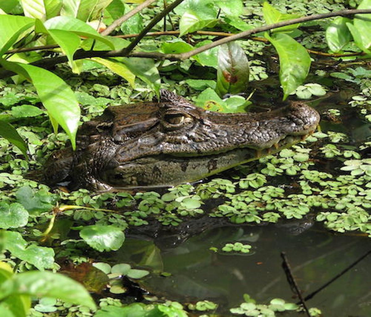 Caiman in Costa Rica