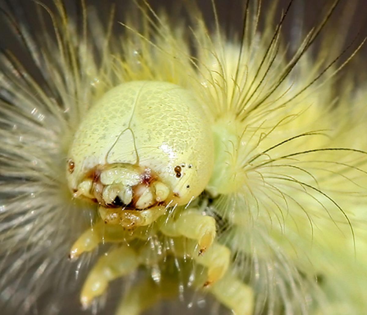 Las polillas de la luz pasan por una metamorfosis completa, viven parte de su vida como larva antes de convertirse en adultos.