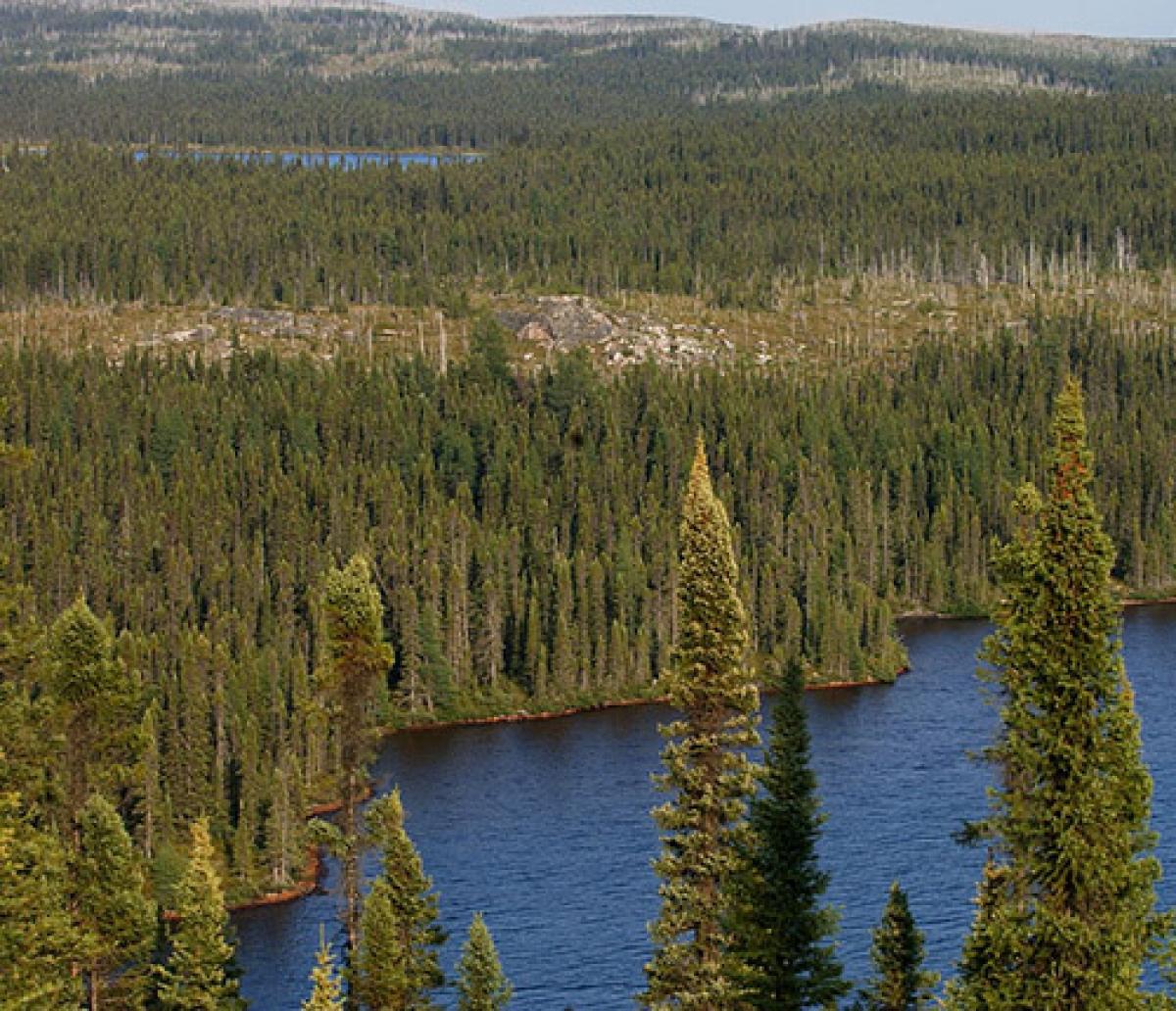 Taiga de Canada