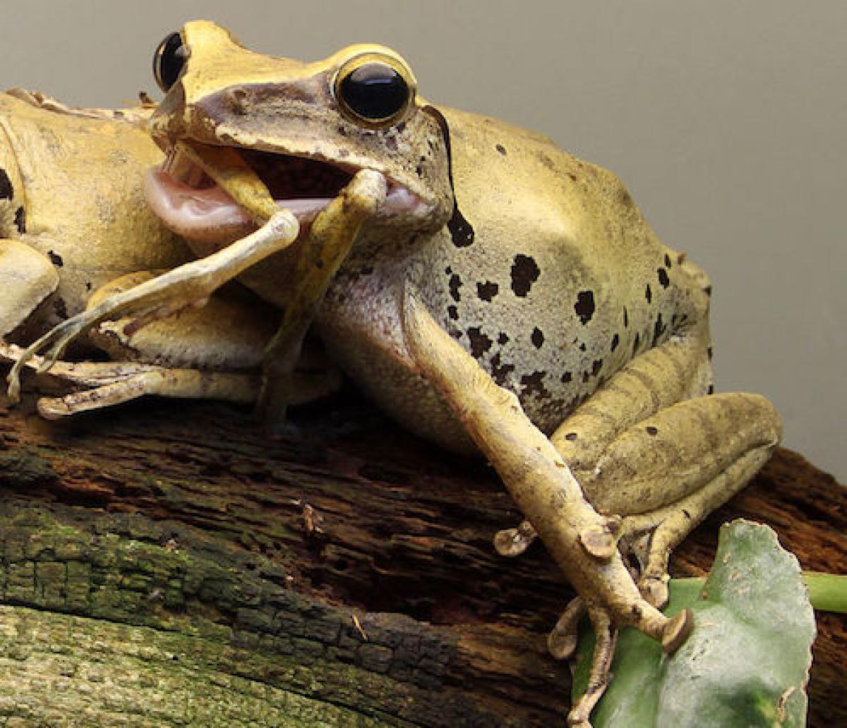 Cannibal common tree frog