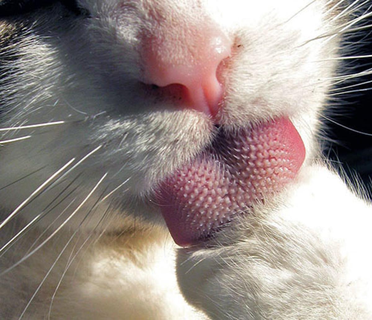 Cat licking its paw