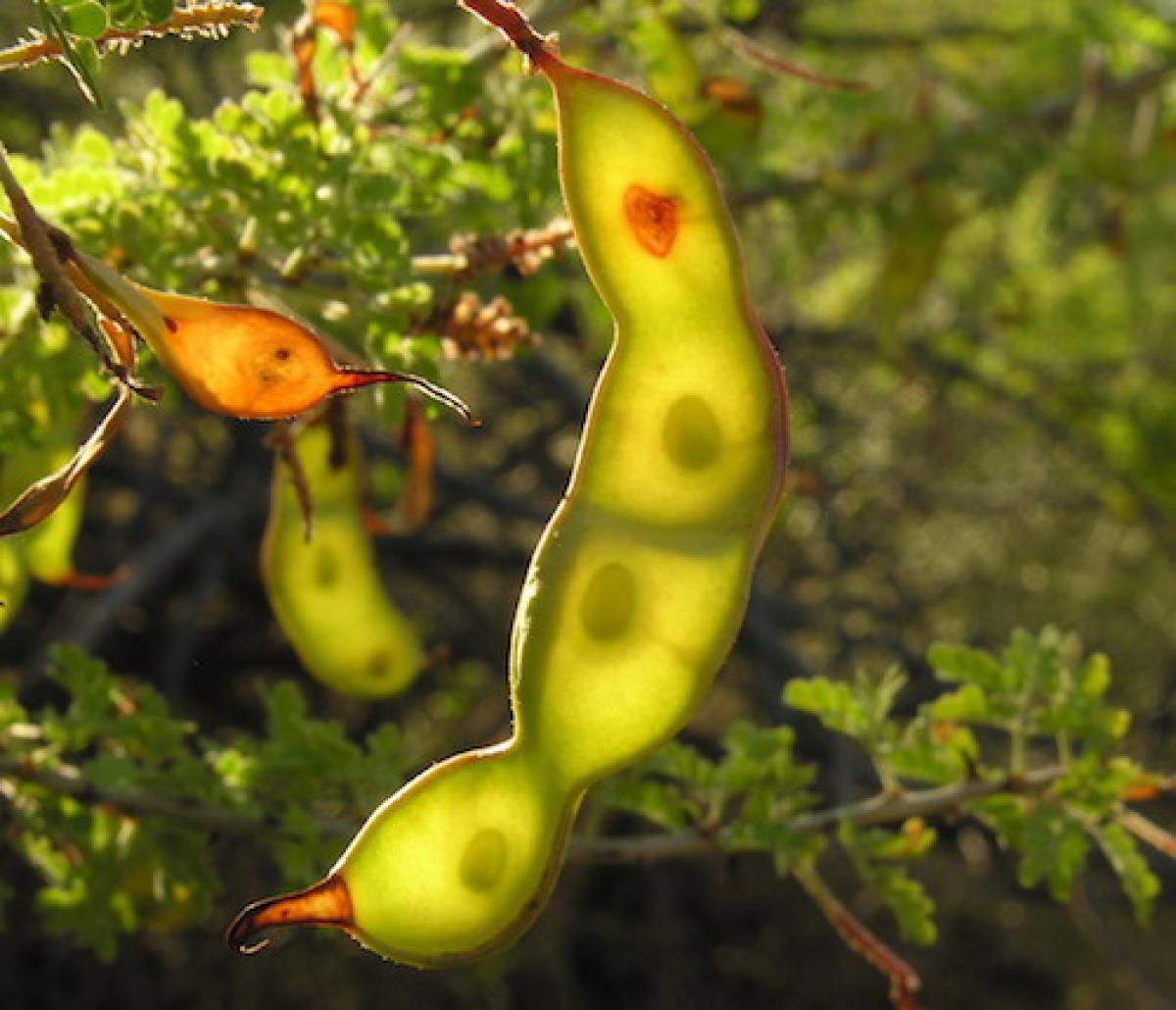 fruit d'acacia Catclaw