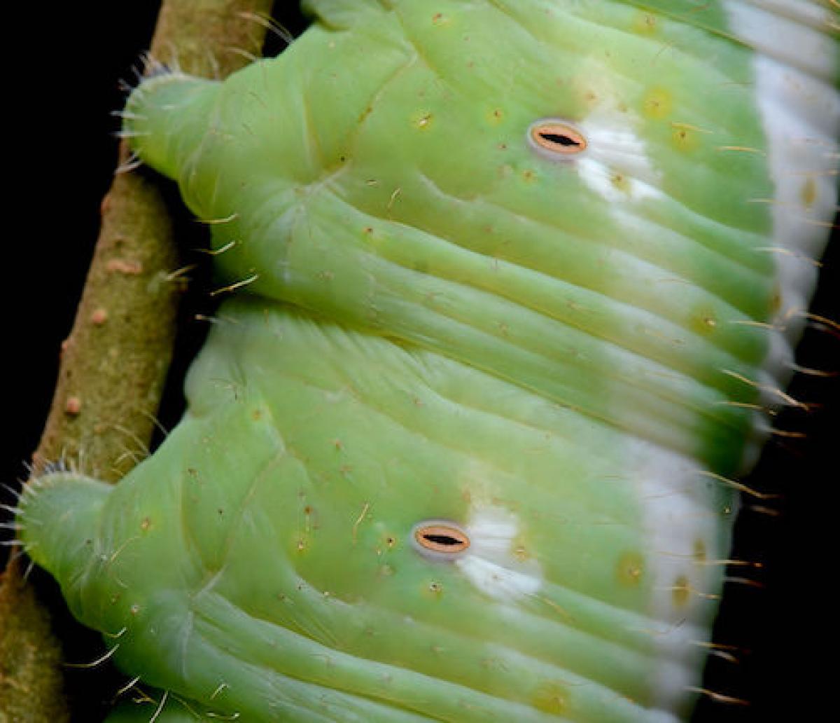 Close-up image of a caterpillar's spiracles