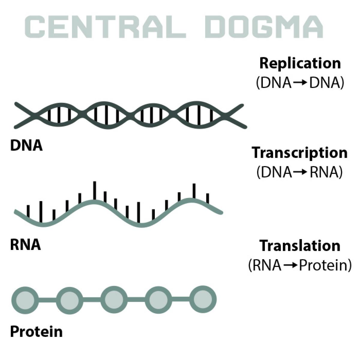 Central Dogma of Biology