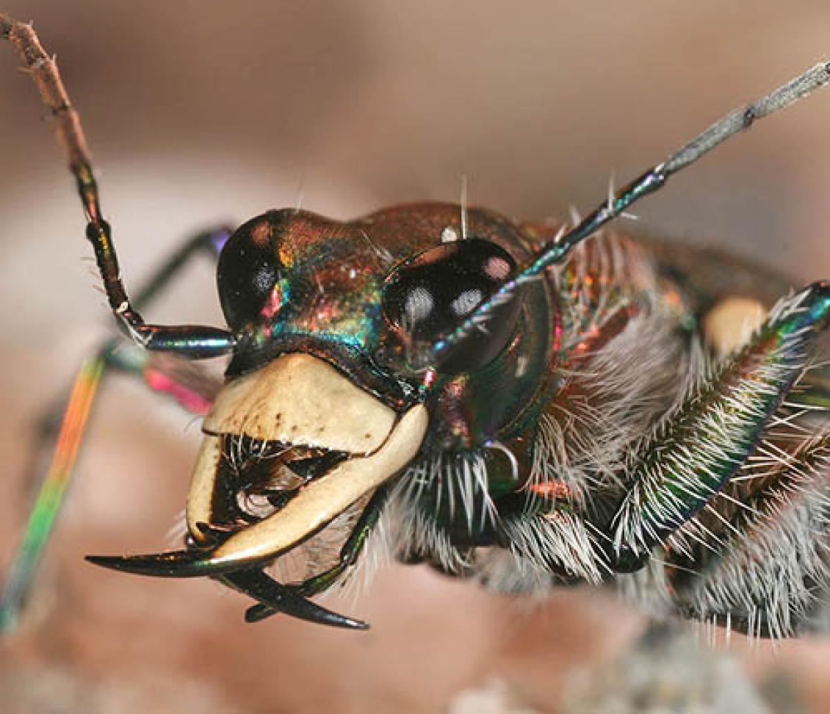 cicindela hybrida head