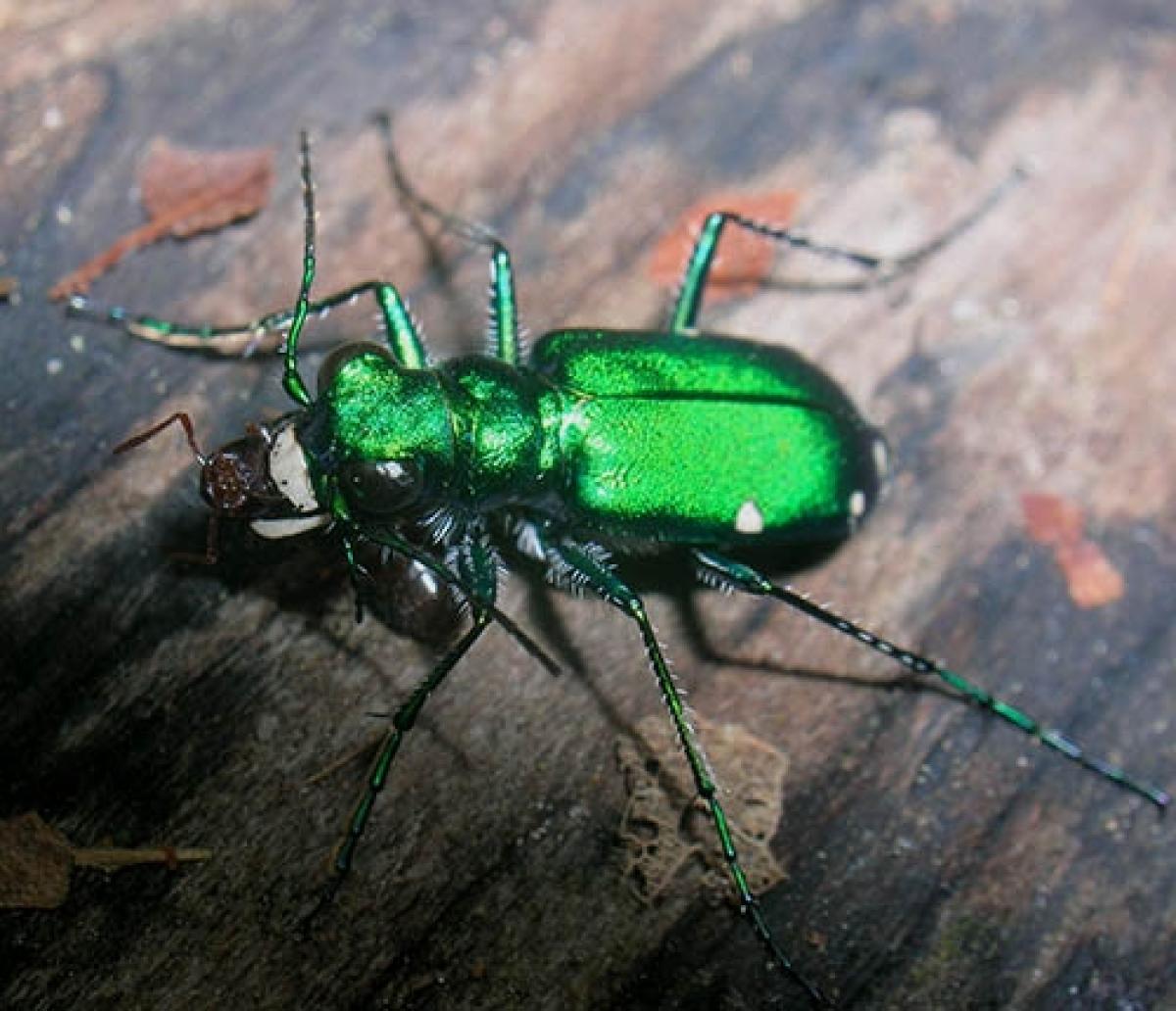 cicindela sexguttata