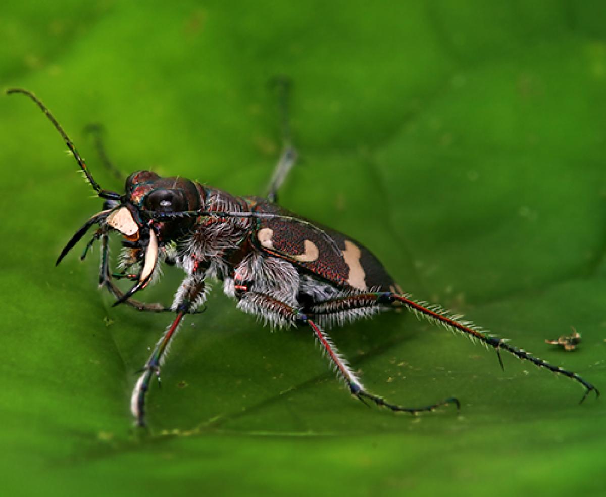 Cicindela hybrida