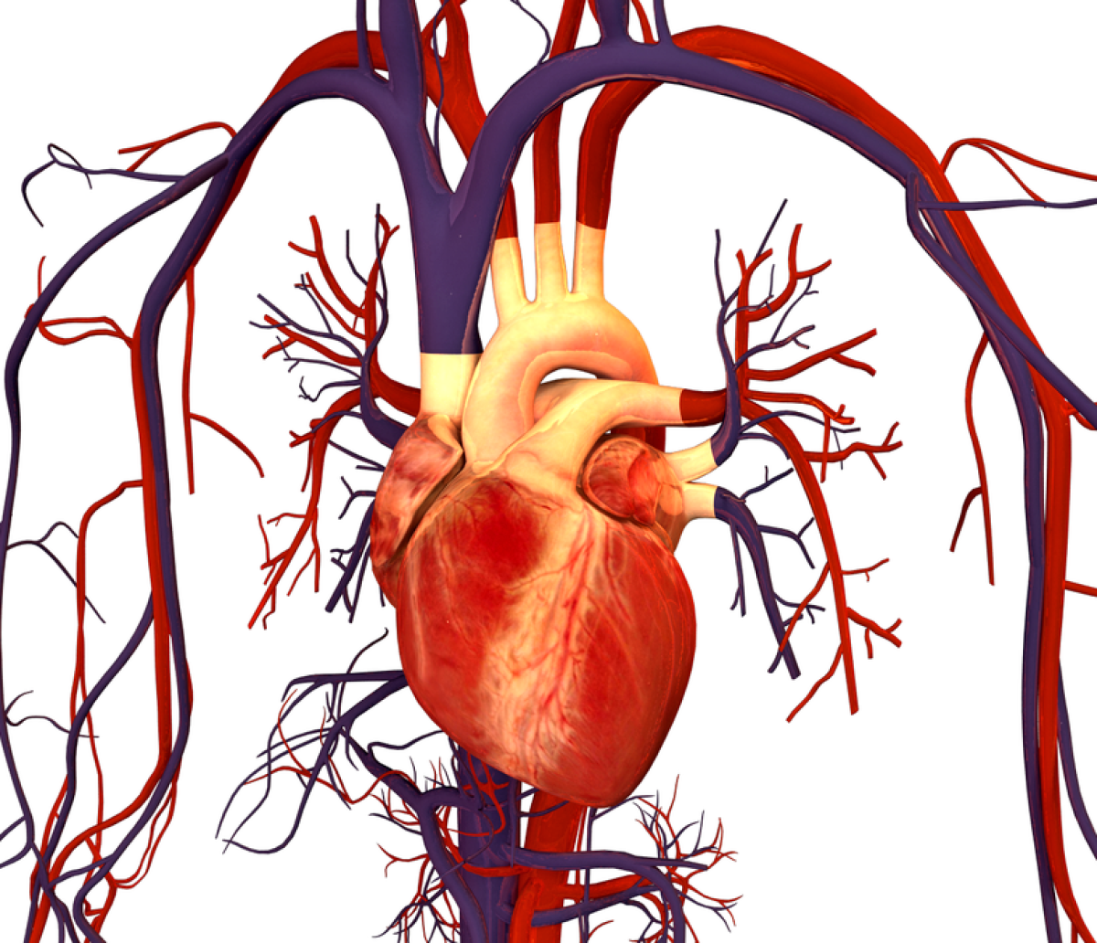 An illustration of part of the human circulatory system