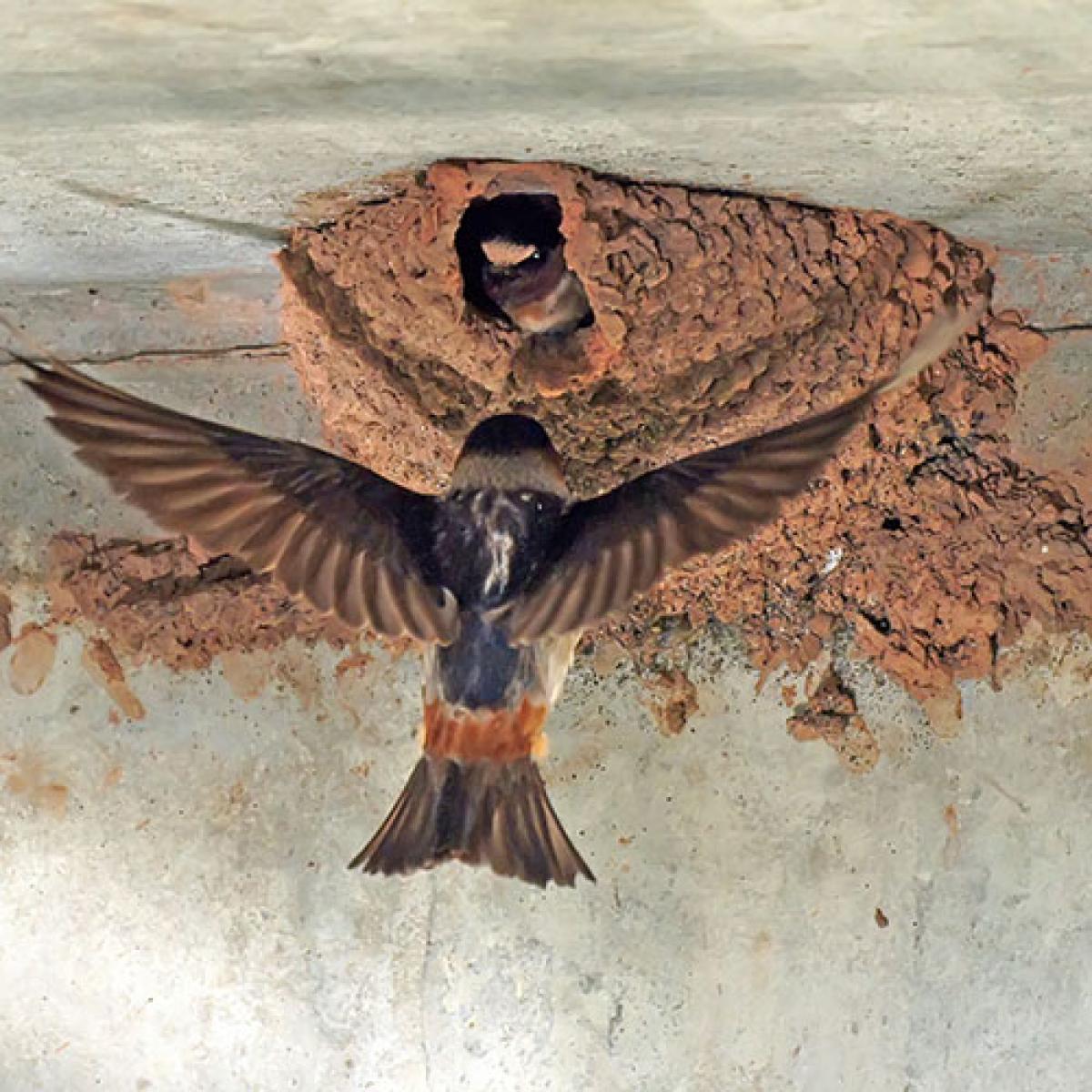 Cliff Swallow returns to mud nest.