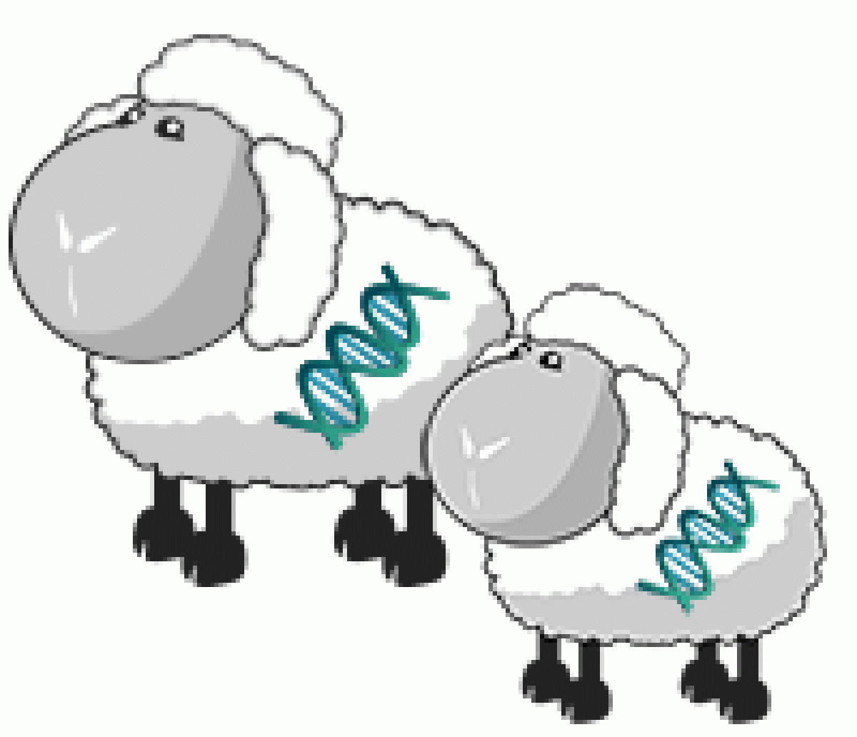 clone sheep