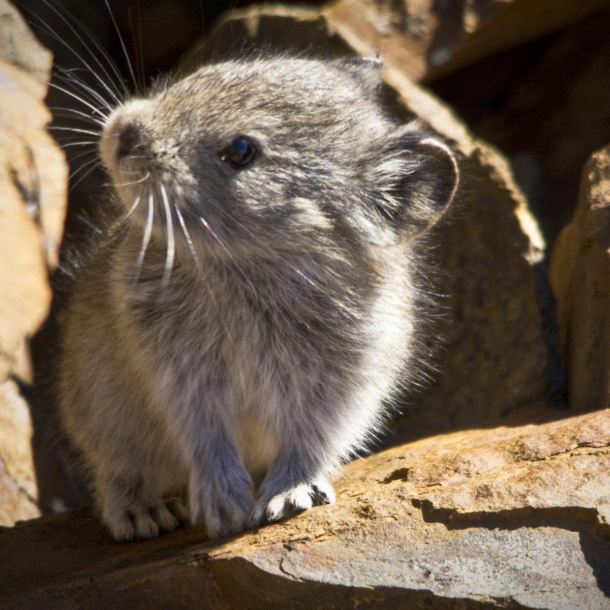 Collared Pika