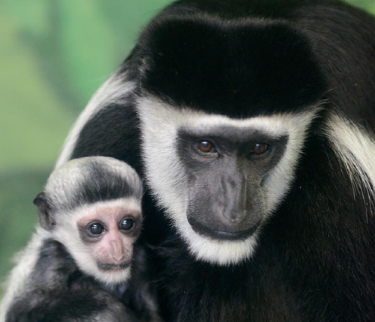 Colobus Monkey Baby and Mom