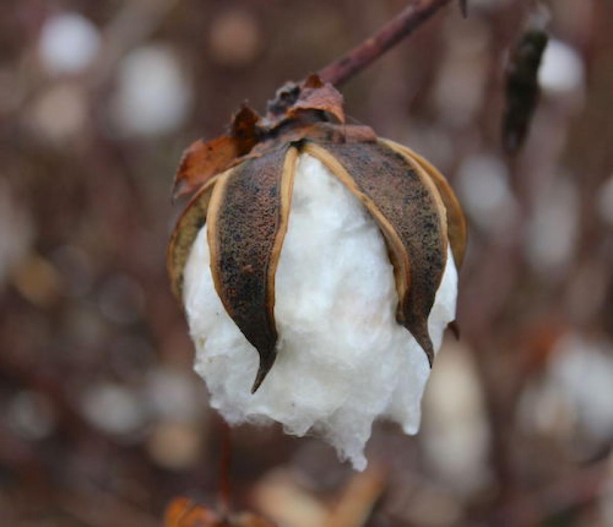 Cotton boll