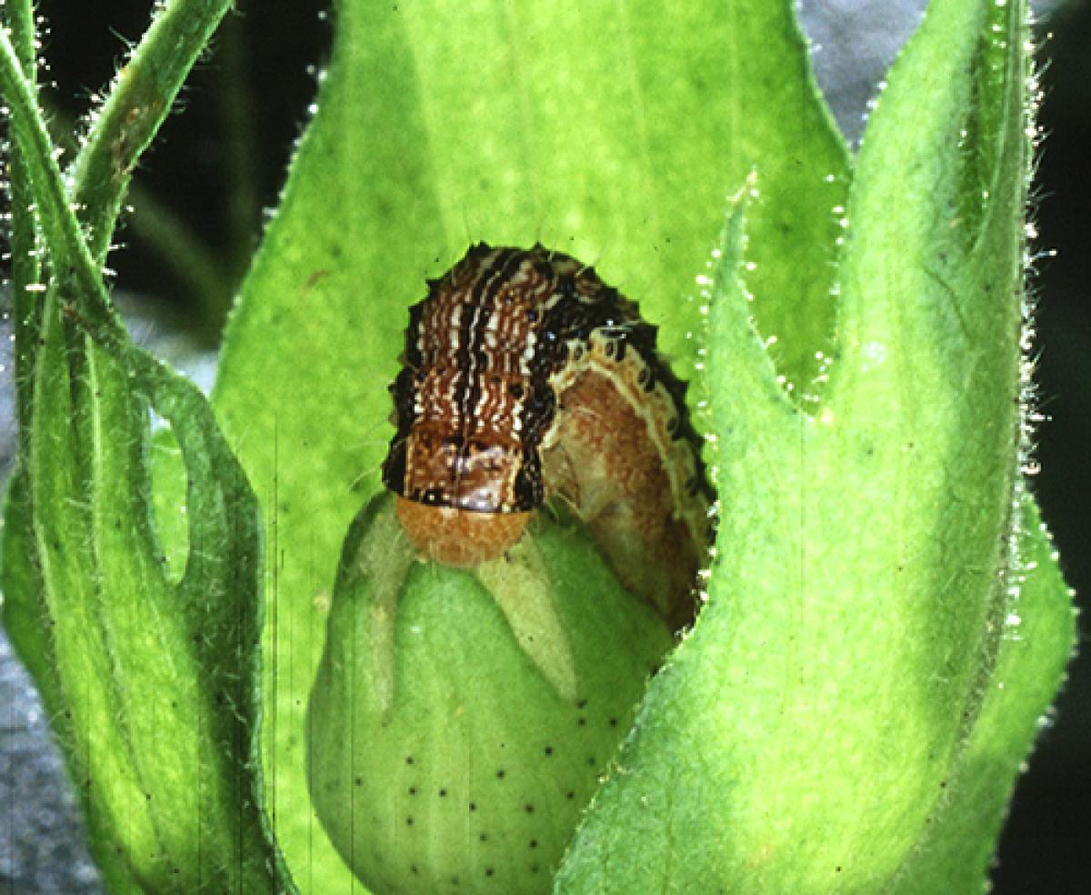 cotton bullworm larva