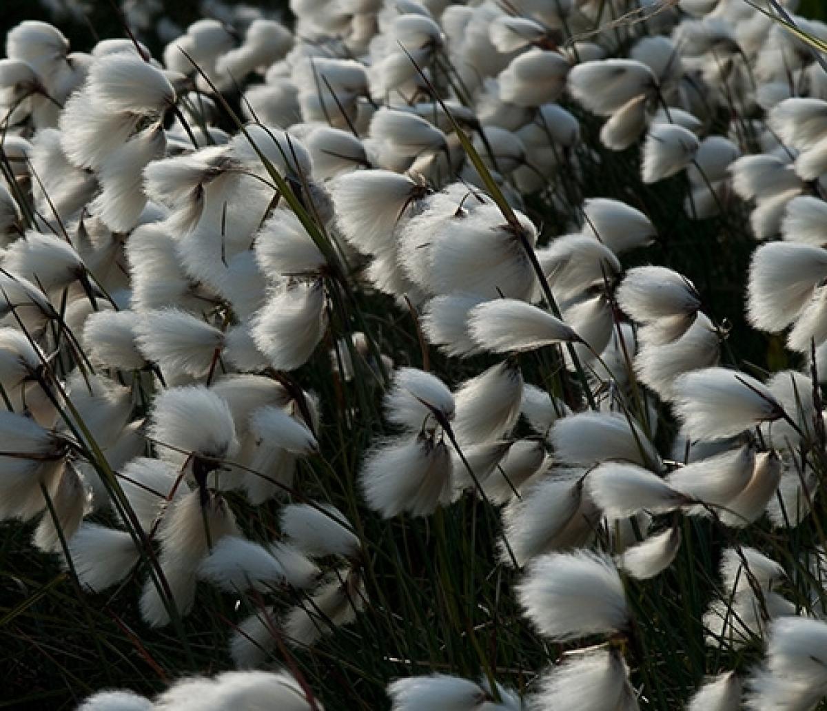 cottongrass