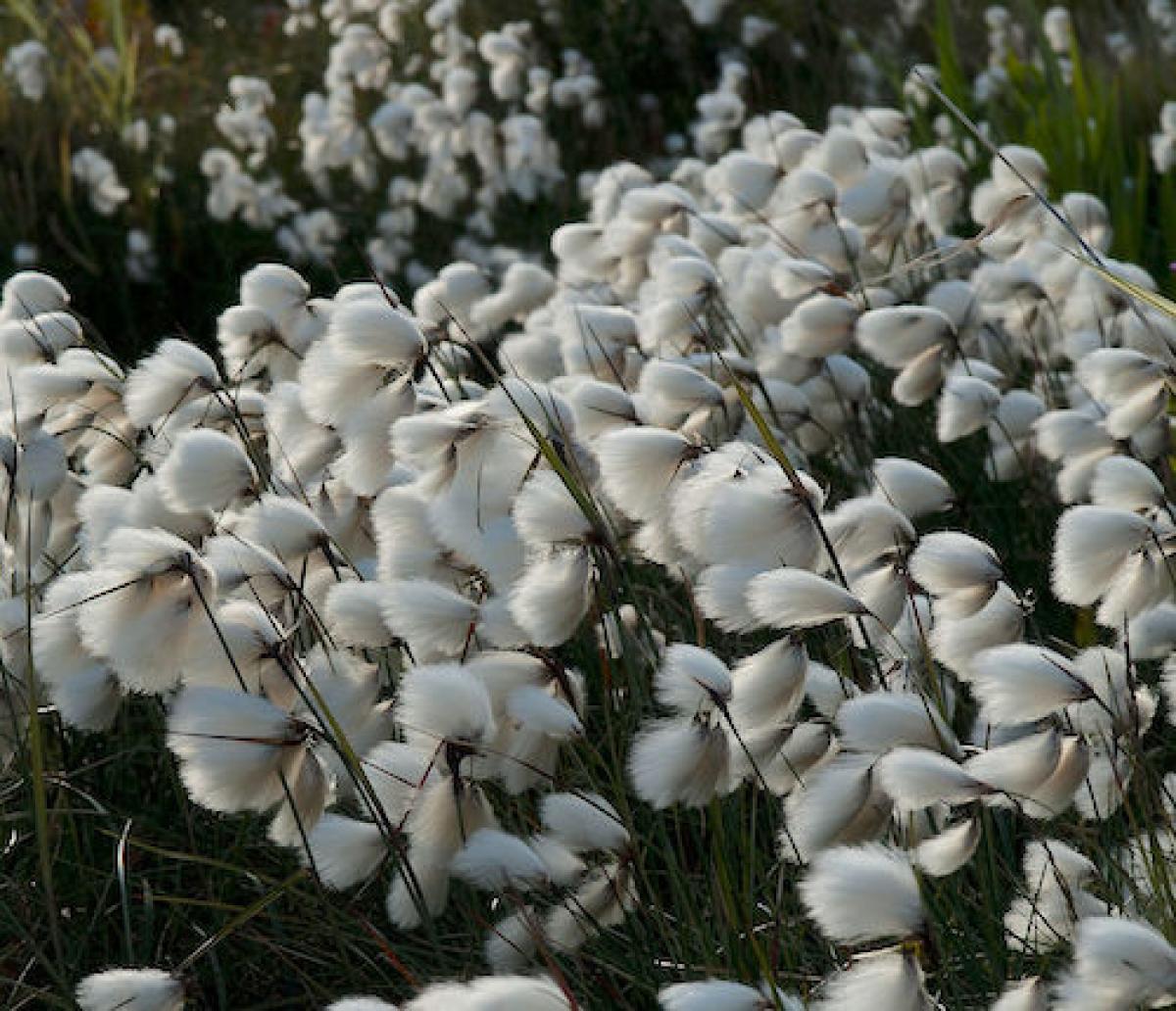 Cottongrass