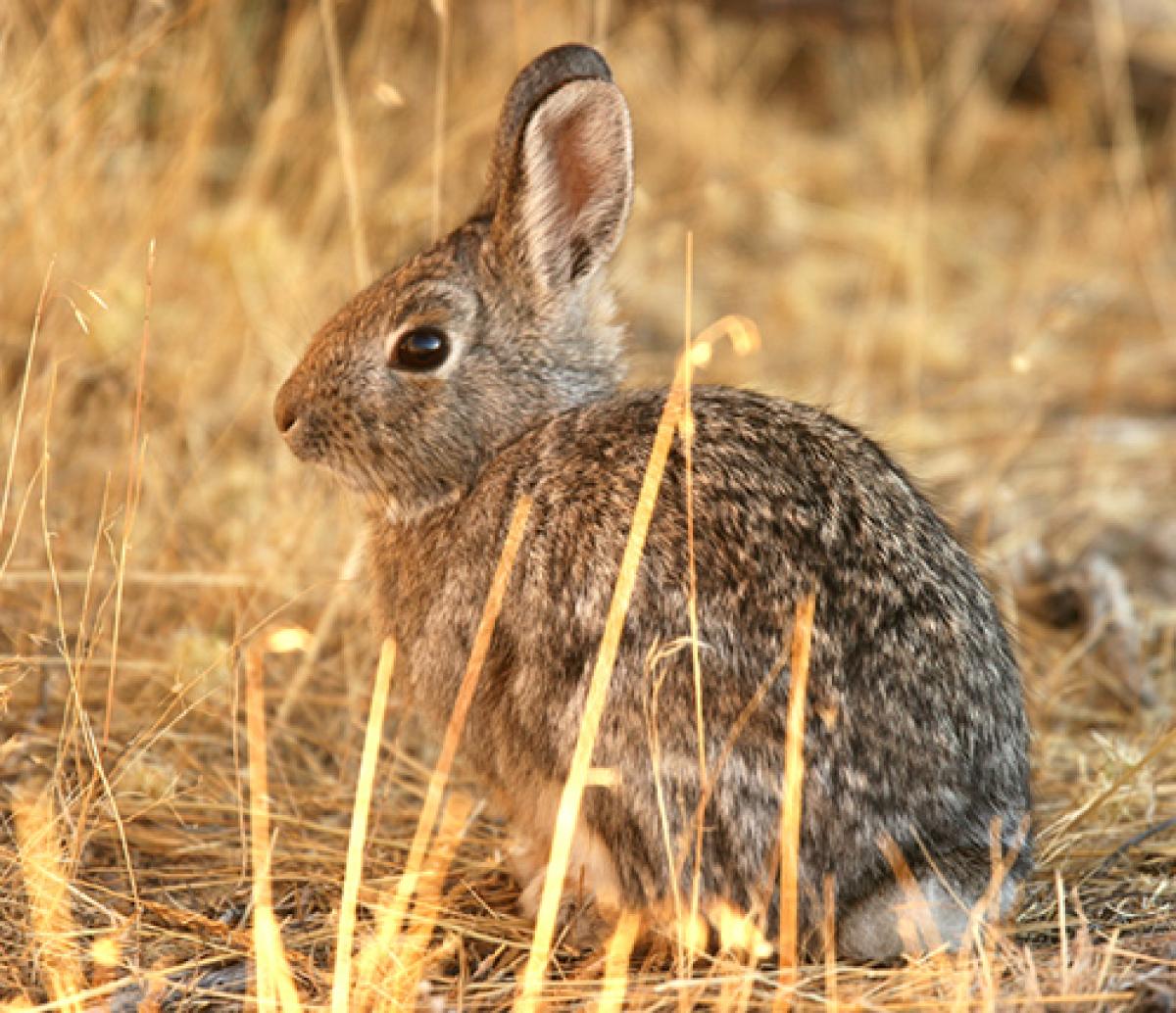 Cottontail rabbit by the Forest Service