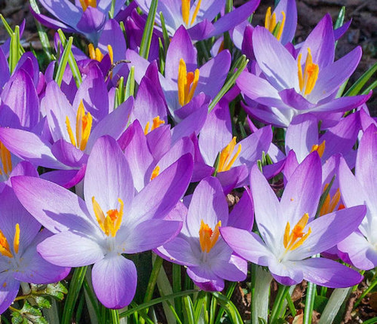 Crocus flowers