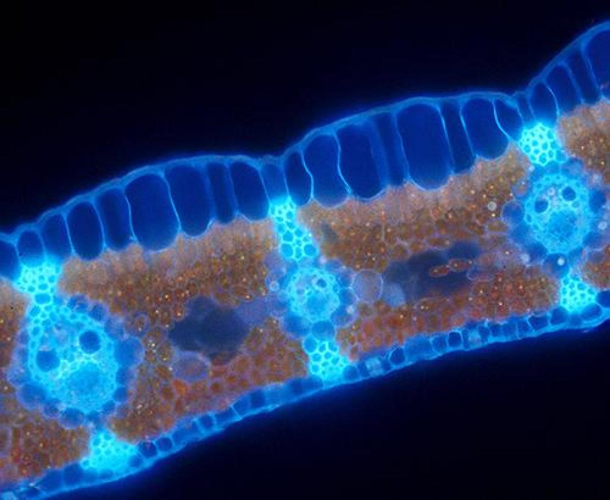 Stained and/or colored cross-section showing different plant cell types