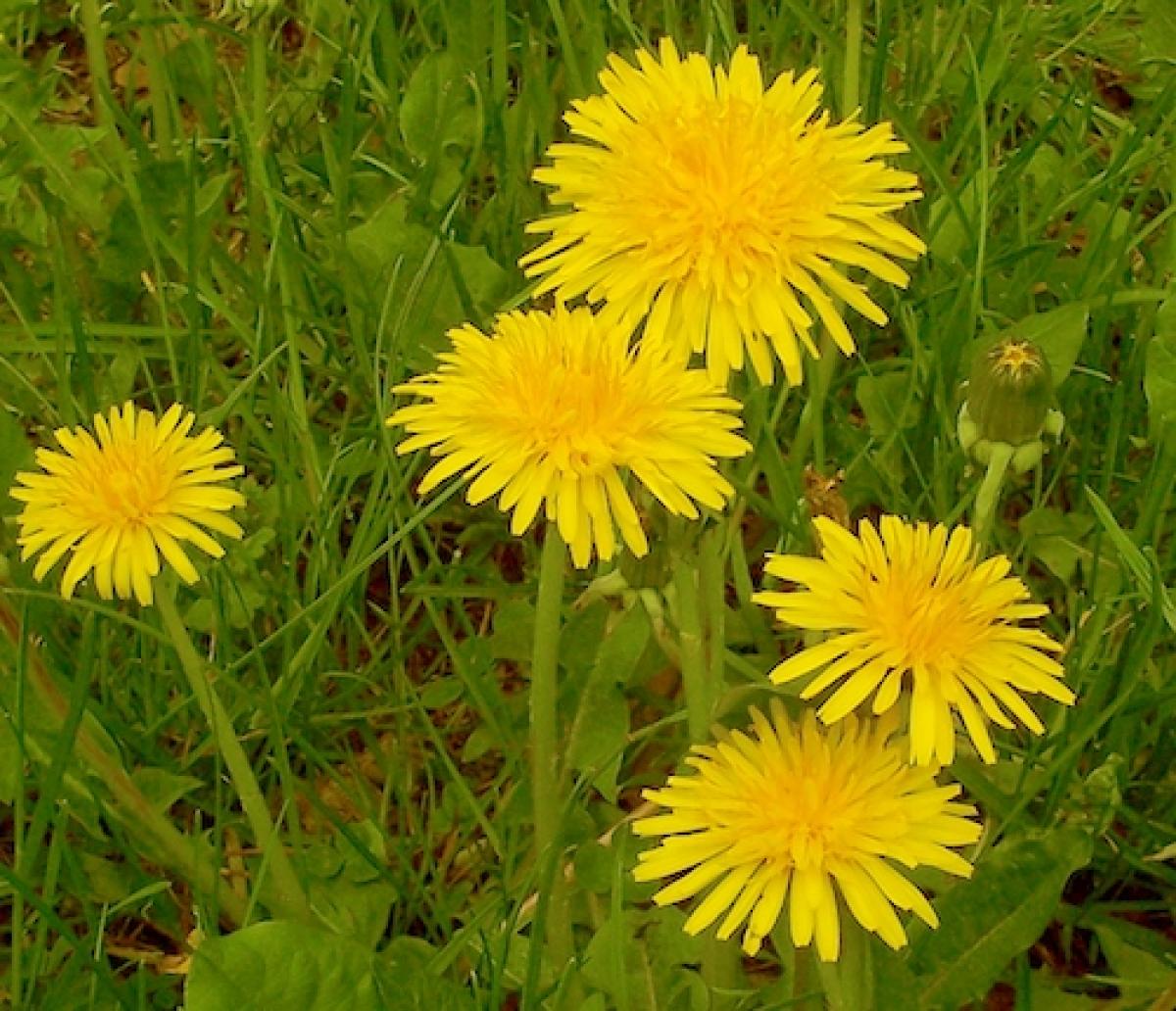 Dandelion flowers